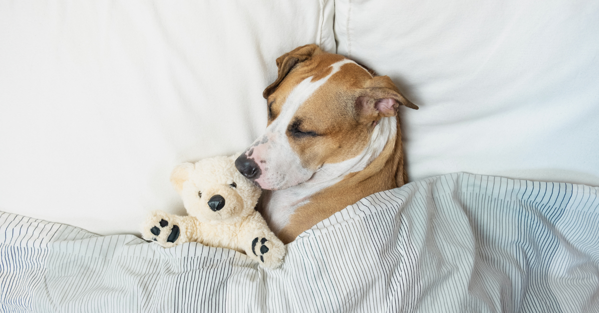 A dog sleeping in bed with a teddy bear
